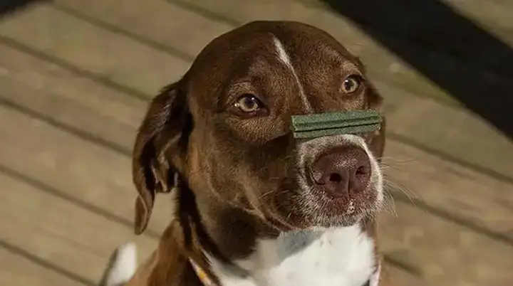 Còi Điện Tử (electronic Whistle) Còi Điện Tử (electronic Whistle)