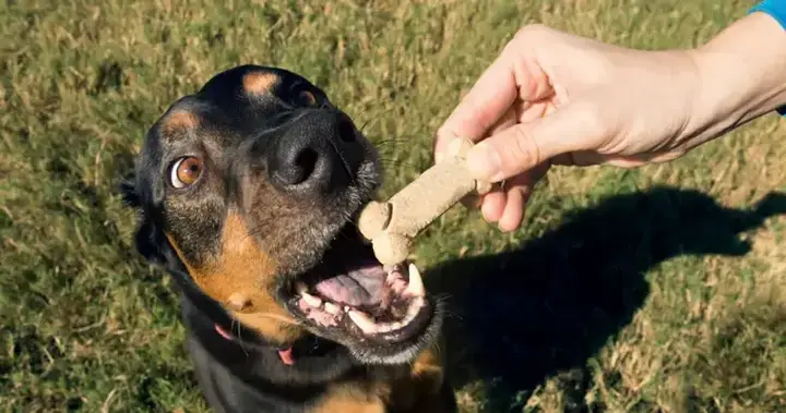 Còi Có Âm Thanh Audible (audible Whistle) Còi Có Âm Thanh Audible (audible Whistle)