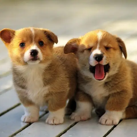 Nằm Mơ Thấy 2 Con Chó Nằm Mơ Thấy 2 Con Chó