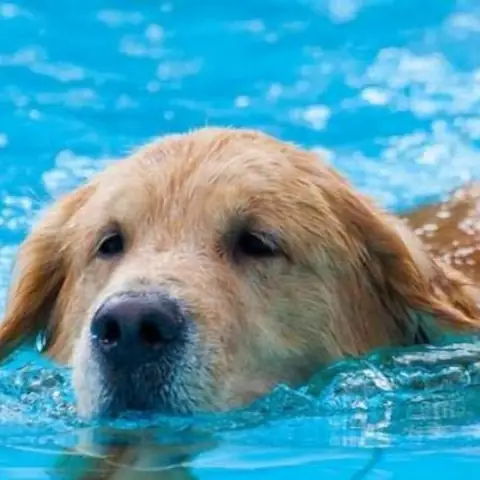 14. Nằm Mơ Thấy Chó Con Bơi Dưới Nước 14. Nằm Mơ Thấy Chó Con Bơi Dưới Nước