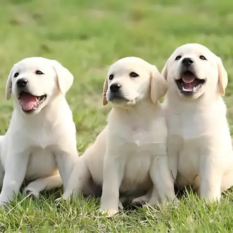 11. Mơ Thấy 3 Con Chó 11. Mơ Thấy 3 Con Chó