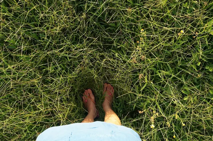 Con Chó Bơi Qua Sông