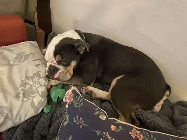 Con Chó Cái Tiếng Anh Là Gì? Tổng Hợp Kiến Thức Về Giới Tính, Từ Vựng Và Sinh Học Ở Loài Chó