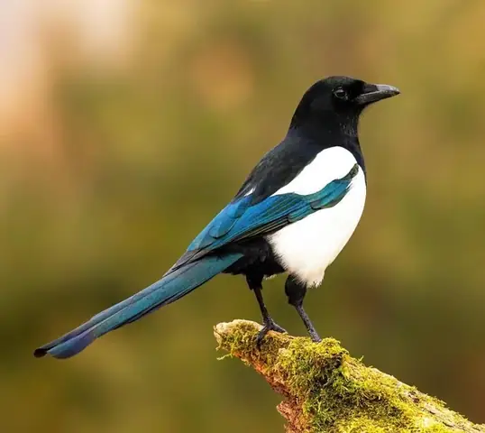 Con Chó Cái Tiếng Anh Là Gì? Tổng Hợp Kiến Thức Về Giới Tính, Từ Vựng Và Sinh Học Ở Loài Chó