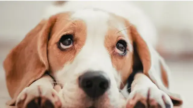 Con Chó Cái Tiếng Anh Là Gì? Tổng Hợp Kiến Thức Về Giới Tính, Từ Vựng Và Sinh Học Ở Loài Chó