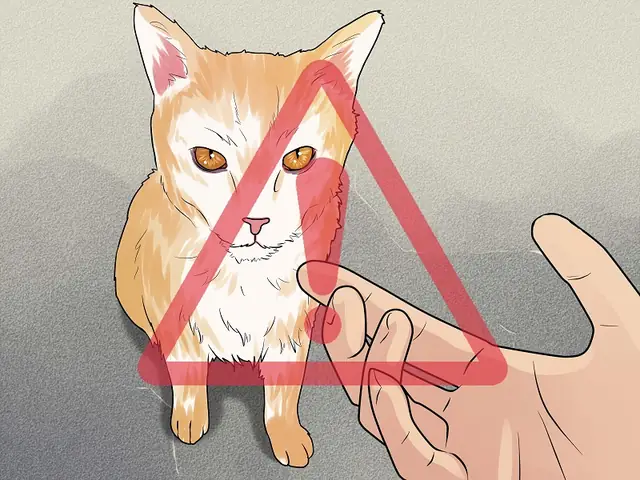 Vết Cắn Của Mèo Nguy Hiểm Như Thế Nào?