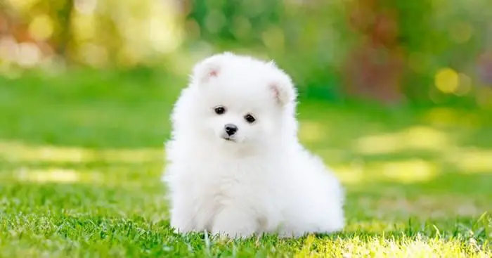 Con Chó Có Ý Nghĩa Gì Trong Văn Hóa, Tâm Linh Và Đời Sống Con Người?