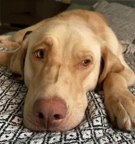 Chó Cứu Hộ Là Gì? Vai Trò, Huấn Luyện Và Đóng Góp Trong Cứu Nạn & Bảo Tồn