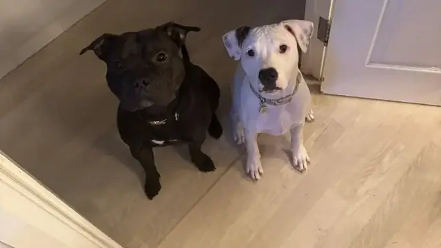 Chó Cứu Hộ Là Gì? Vai Trò, Huấn Luyện Và Đóng Góp Trong Cứu Nạn & Bảo Tồn