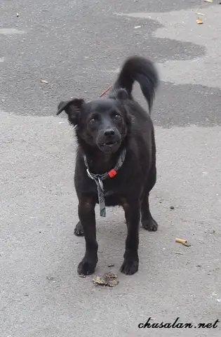 Con Chó Đen Người Ta Gọi Là Con Chó Mực: Tên Gọi, Ý Nghĩa Và Đặc Điểm