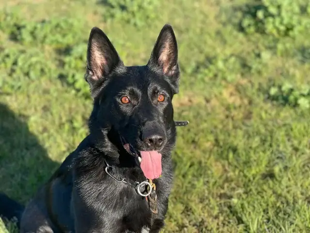 10 Giống Chó Đẹp Nhất Việt Nam: Tiêu Chí Gì Làm Nên Vẻ Đẹp Thú Cưng? 10 Giống Chó Đẹp Nhất Việt Nam: Tiêu Chí Gì Làm Nên Vẻ Đẹp Thú Cưng?