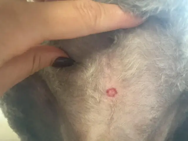 Con Chó Đỏ Là Con Chó Gì? Tìm Hiểu Loài Chó Hoang Dã Đặc Biệt Với Bộ Lông Đỏ Rực