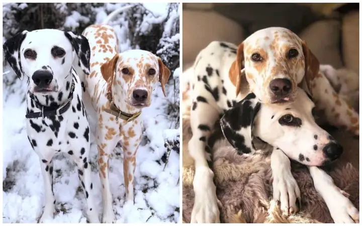 Các Màu Lông Chó Đốm