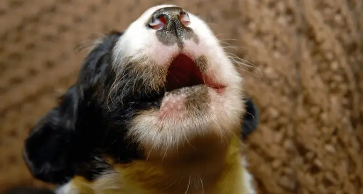 Con Chó Kêu Như Thế Nào: Hiểu Ngôn Ngữ Giao Tiếp Của Loài Chó