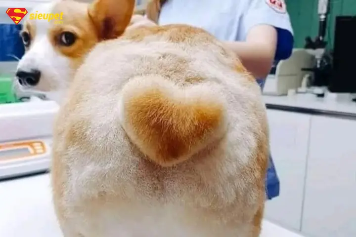 Mua Corgi Mông Trái Tim Ở Đâu Uy Tín