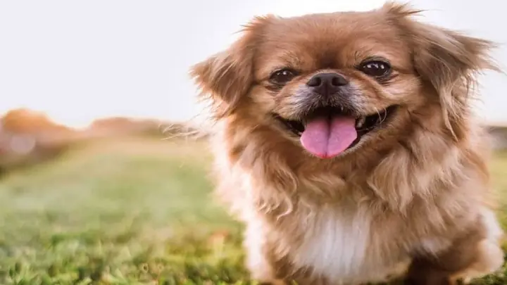 5pekingese (chó Bắc Kinh)