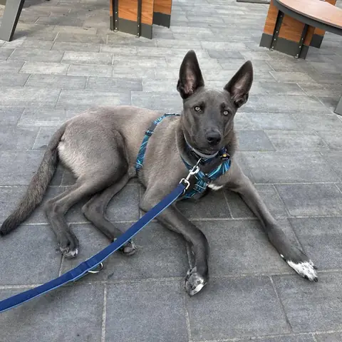 Con Chó Nhút Nhát Tiếng Việt: Loài Động Vật Nào Đang Ẩn Mình Trong Rừng Già?