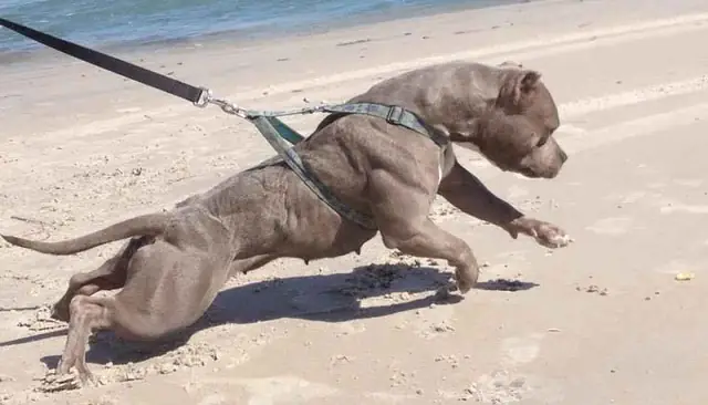 Liệu 20 Con Chó Pitbull Có Thể Sống Sót Trong Một Tuần Nếu Được Đưa Vào Thảo Nguyên Châu Phi?