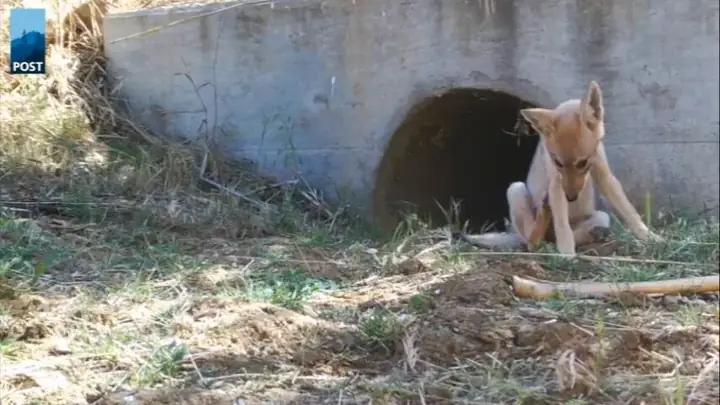 Con Chó Sói Ăn Thịt: Tập Tính Săn Mồi Và Vai Trò Trong Hệ Sinh Thái