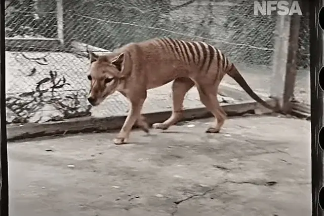 Con Chó Sói Ăn Thịt: Tập Tính Săn Mồi Và Vai Trò Trong Hệ Sinh Thái