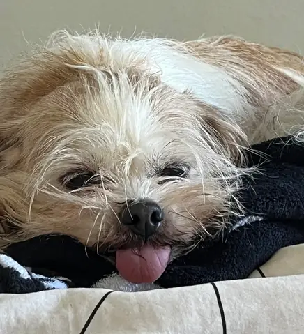 Con Chó Sủa Như Thế Nào: Hiểu Ngôn Ngữ Giao Tiếp Của Loài Chó