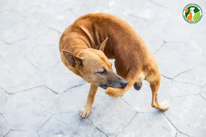 Chó Tự Cắn Đuôi Do Rối Loạn Chức Năng Nhận Thức