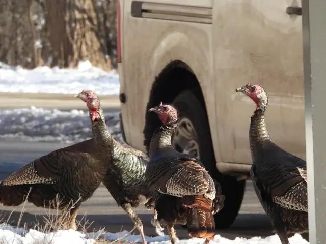 Con Gà Và Chó Sói: So Sánh Sinh Học, Tập Tính Và Vai Trò Trong Hệ Sinh Thái