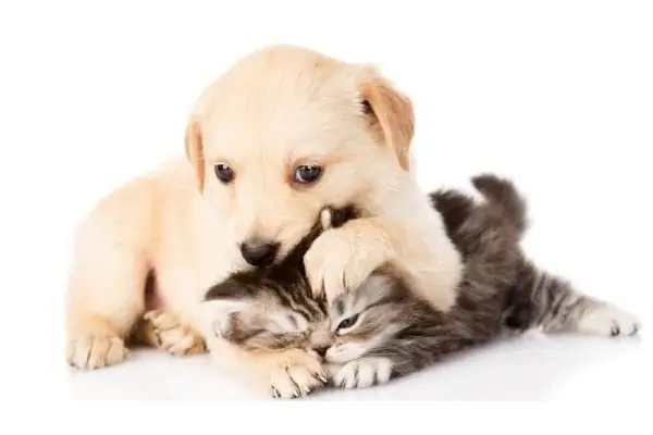 Con Mèo Con Chó Con: Đặc Điểm & Chăm Sóc Chúng Đúng Cách?