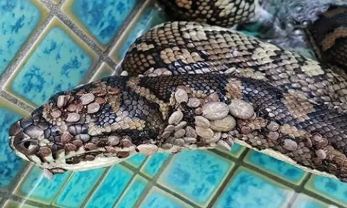 Con Trăn Bị Ve Chó Hút Máu: Sự Thật Khoa Học Và Cảnh Báo Về Ký Sinh Trùng Nguy Hiểm Con Trăn Bị Ve Chó Hút Máu: Sự Thật Khoa Học Và Cảnh Báo Về Ký Sinh Trùng Nguy Hiểm