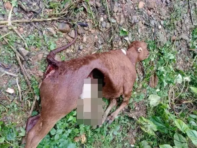 Thế Giới Của Trâu, Bò Và Chó: Từ Đồng Quê Đến Gia Đình