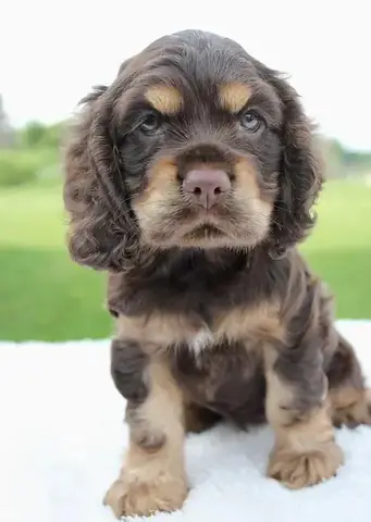 Con Ve Chó Là Gì? Đặc Điểm, Vòng Đời Và Cách Phòng Trị Hiệu Quả