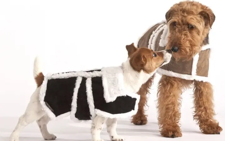 Lợi Ích Từ Việc May Áo Cho Chó Tại Nhà?