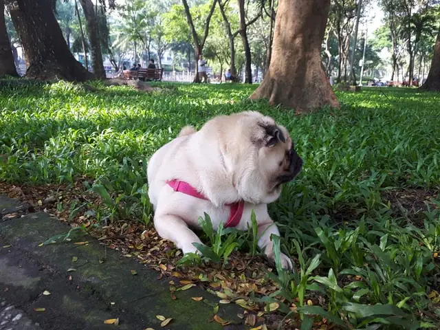 Công Viên Cho Chó Tphcm