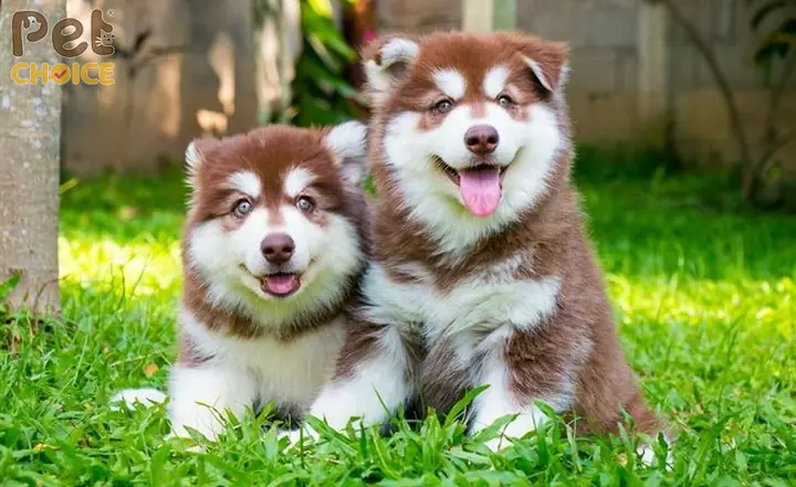 Giá Bán Chó Alaska Màu Hồng Phấn