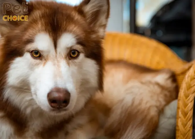 Đặc Điểm Ngoại Hình Của Chó Alaska Màu Hồng Phấn