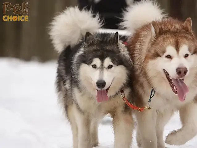 Nguồn Gốc Và Đặc Điểm Ngoại Hình Của Chó Alaska Màu Hồng Phấn