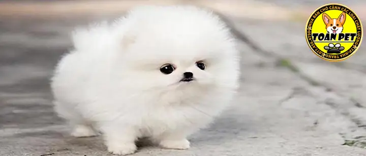 Cửa Hàng Bán Chó Cảnh Tại Nha Trang