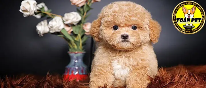 Cửa Hàng Bán Chó Cảnh Tại Nha Trang