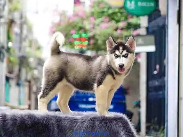 Cửa Hàng Bán Chó Husky Tại Tp Hồ Chí Minh