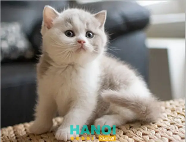 Cửa Hàng Petshop Hàm Nghi