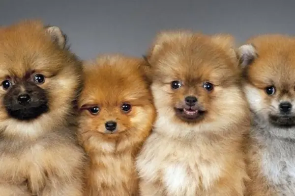 Cửa Hàng Bán Chó Mèo Ở Hà Nội: Top 10 Địa Chỉ Uy Tín, Chất Lượng Cao