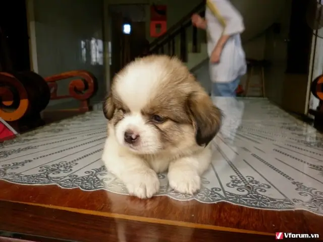 Biên Hoà Bán Mấy Em Cún Nhật Lông Xù - 8