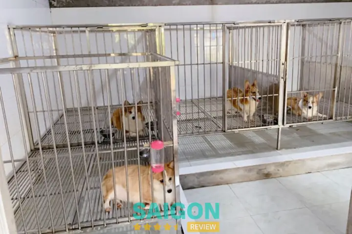 Hướng Dẫn Chọn Mua Chó Ở Huế: Từ Trách Nhiệm Đến Sức Khỏe Thú Cưng