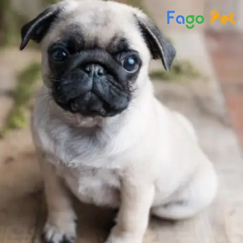 Những Lý Do Bạn Nên Nuôi Chó Pug Màu Trắng