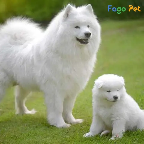 Những Lý Do Bạn Nên Nuôi Chó Samoyed