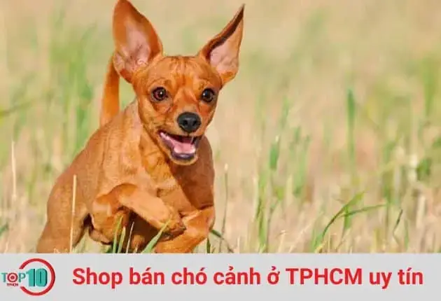 Top Các Cửa Hàng Bán Chó Samoyed Ở Tphcm Đáng Tin Cậy