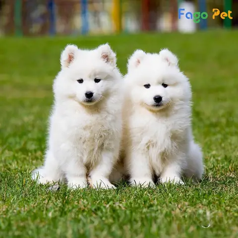 Giá Bán Chó Samoyed Là Bao Nhiêu