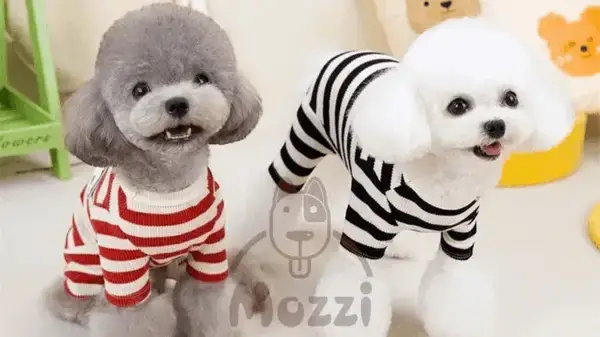 Cute Pets Shop – Địa Chỉ Dành Cho Những Bộ Cánh Dễ Thương Và Độc Đáo Cute Pets Shop – Địa Chỉ Dành Cho Những Bộ Cánh Dễ Thương Và Độc Đáo