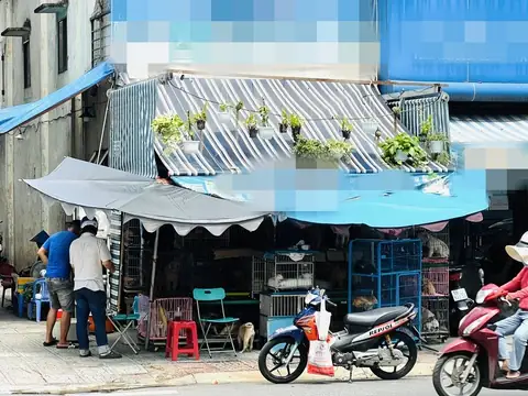 Đánh Giá Chi Tiết Cửa Hàng Chó Cảnh Hồng Nhung: Uy Tín Và Chất Lượng Ra Sao?