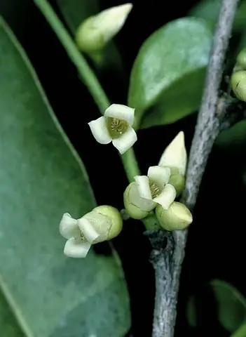 Cửa Hàng Chó Cảnh Hồng Nhung